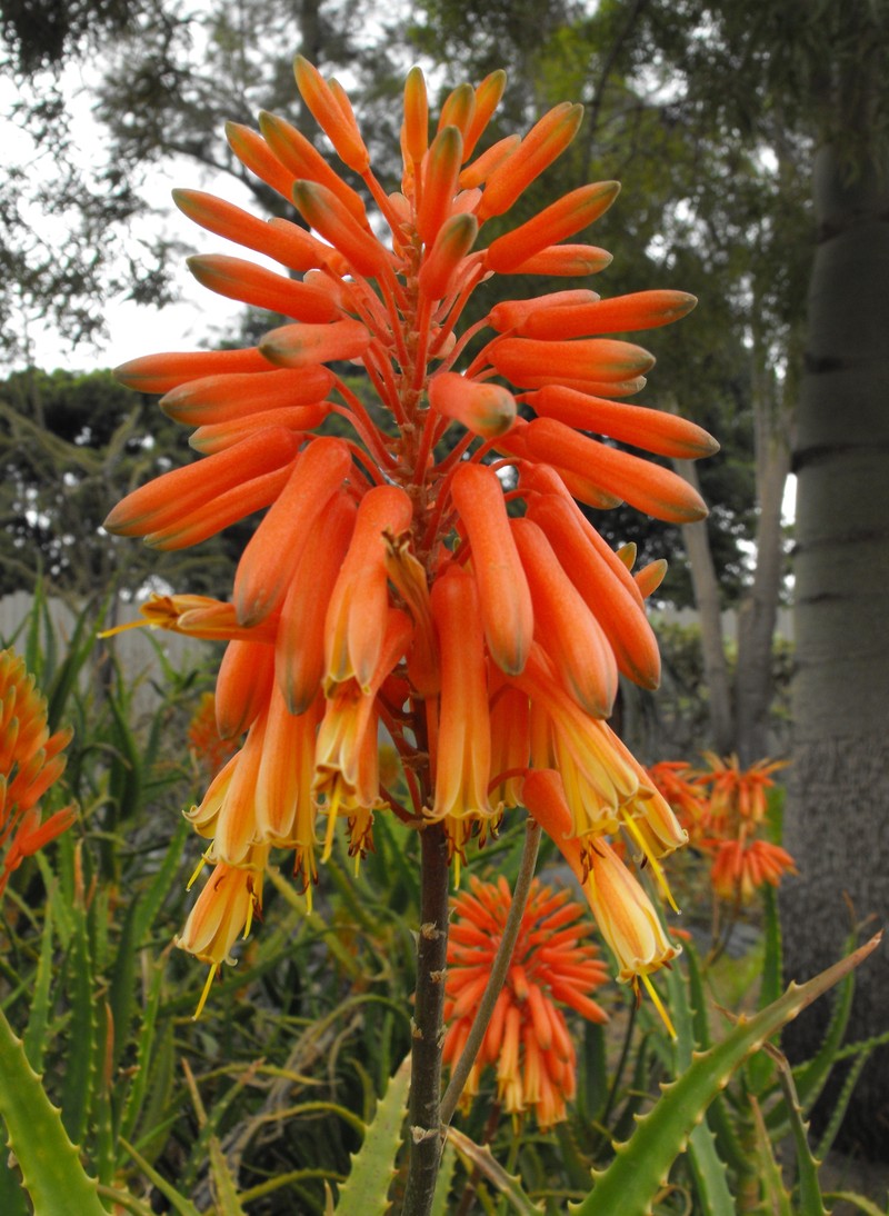 Aloe kedongensis photo 3