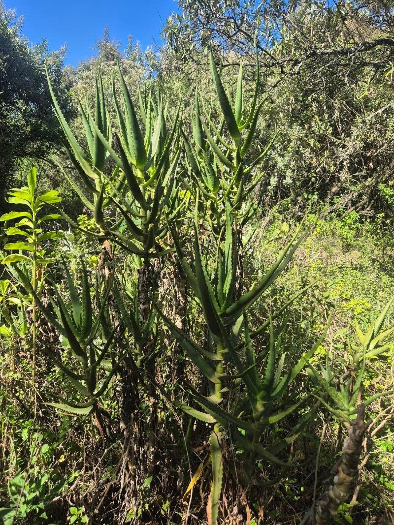Aloe kedongensis photo 5