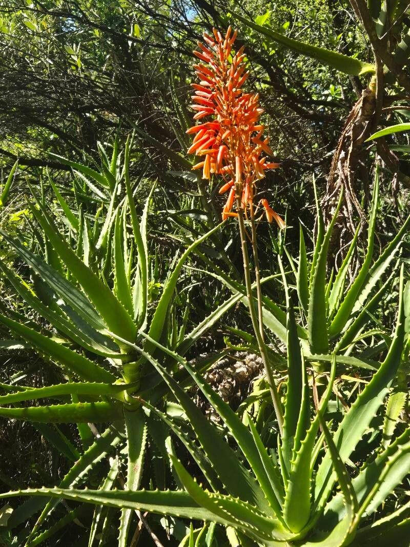 Aloe kedongensis photo 6