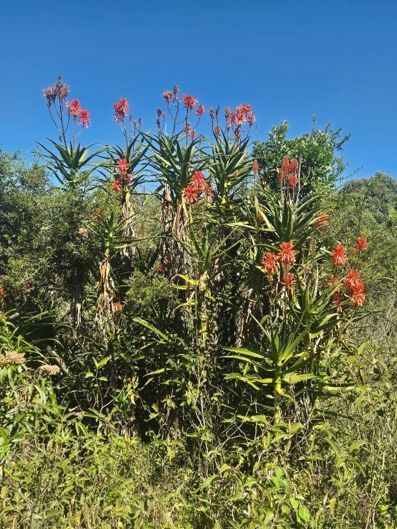 Aloe kedongensis photo 7