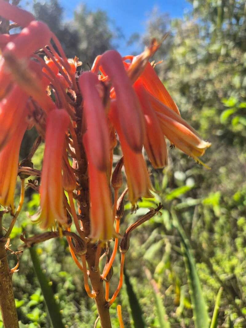 Aloe kedongensis photo 8