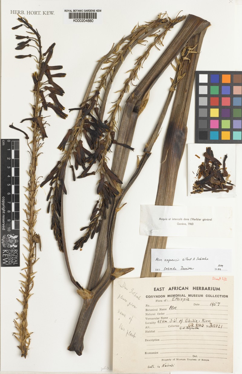 Aloe kefaensis photo 2