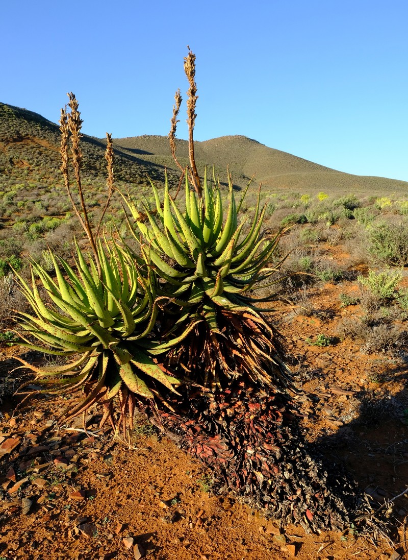 Aloe khamiesensis