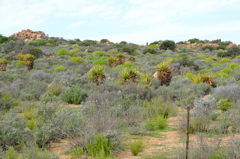 Aloe khamiesensis photo 2