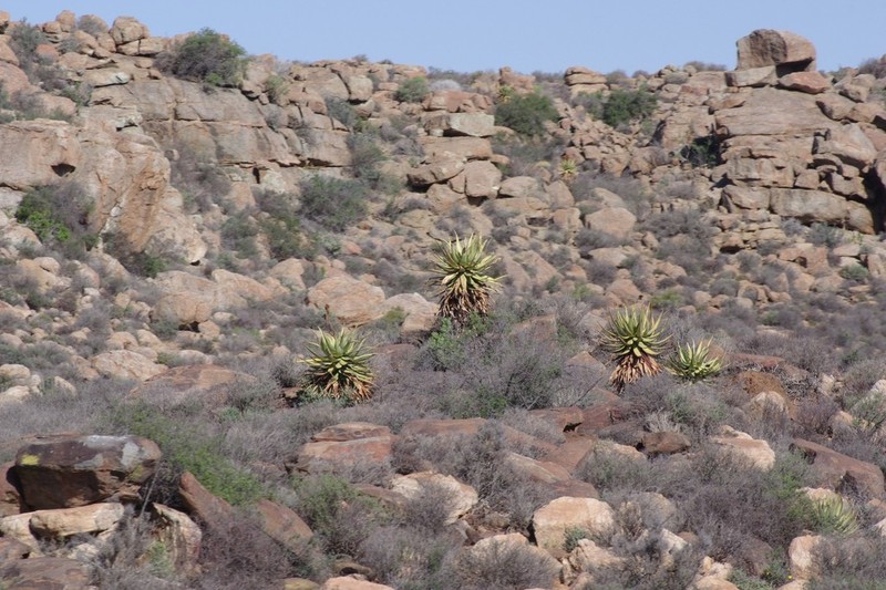 Aloe khamiesensis photo 3