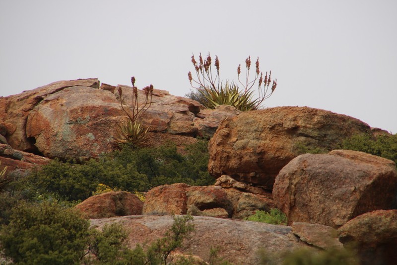 Aloe khamiesensis photo 4