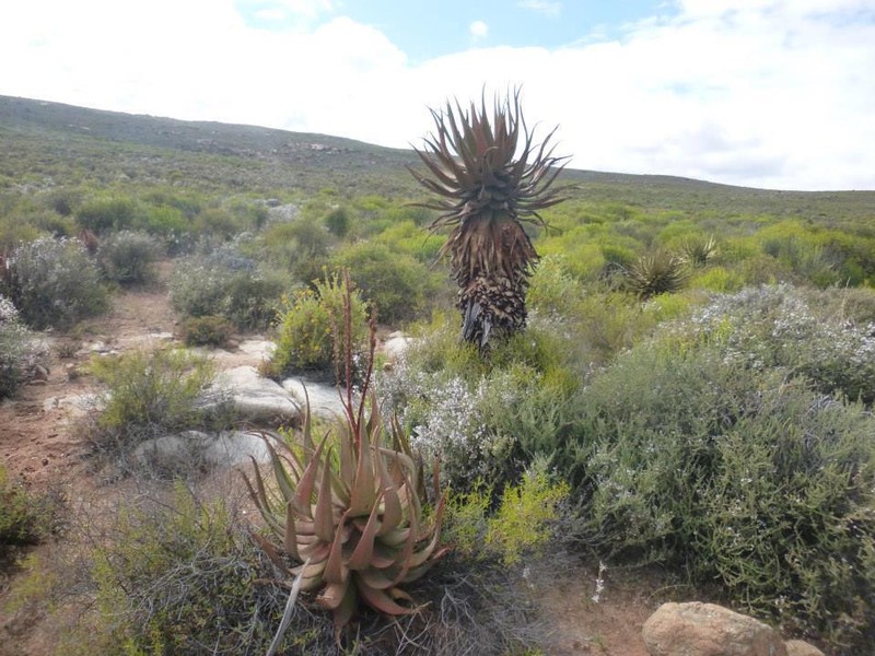 Aloe khamiesensis photo 5