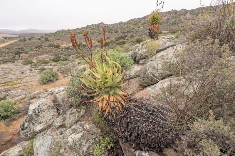 Aloe khamiesensis photo 6