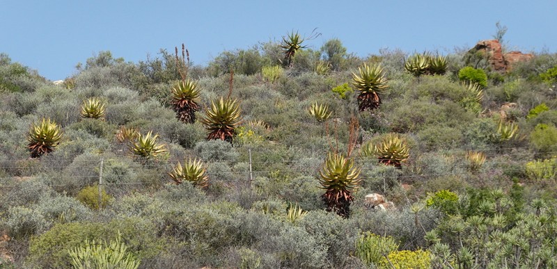 Aloe khamiesensis photo 7
