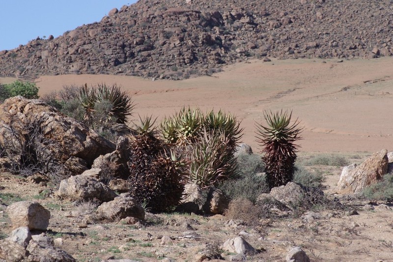 Aloe khamiesensis photo 8