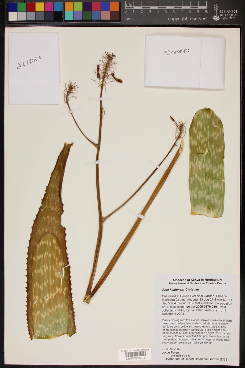 Aloe kilifiensis