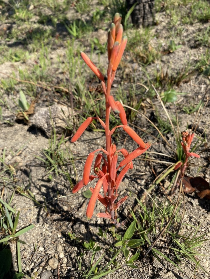Aloe kniphofioides