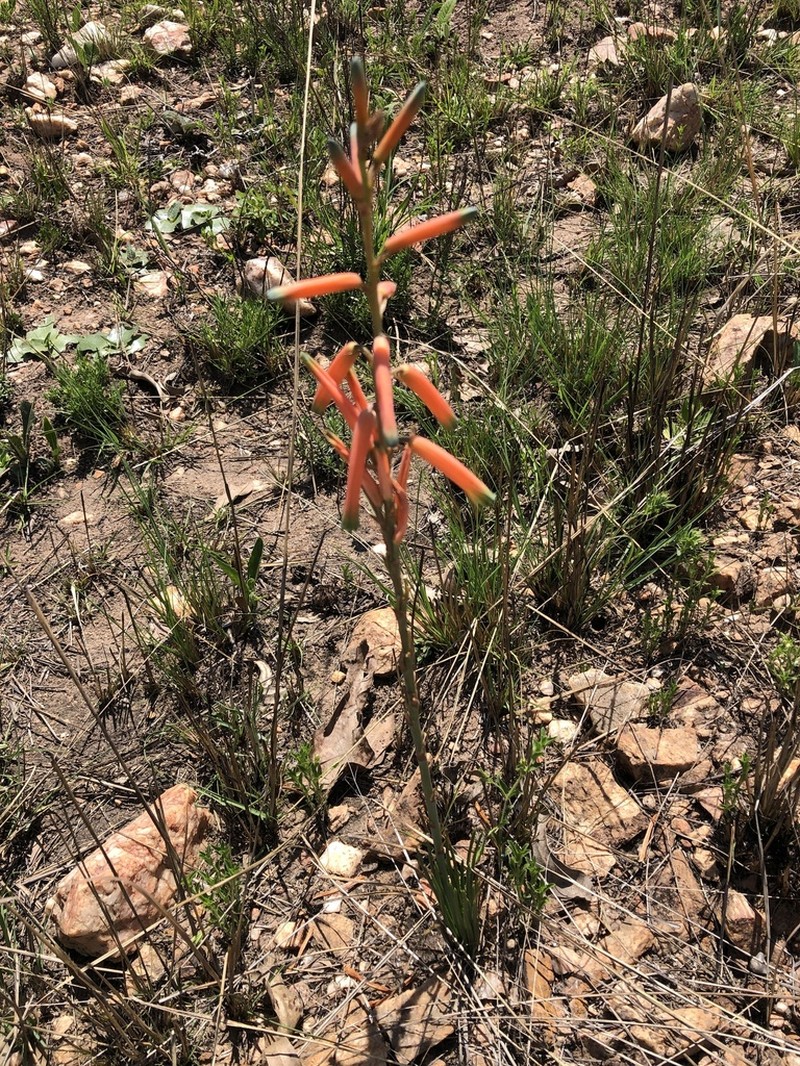 Aloe kniphofioides photo 2