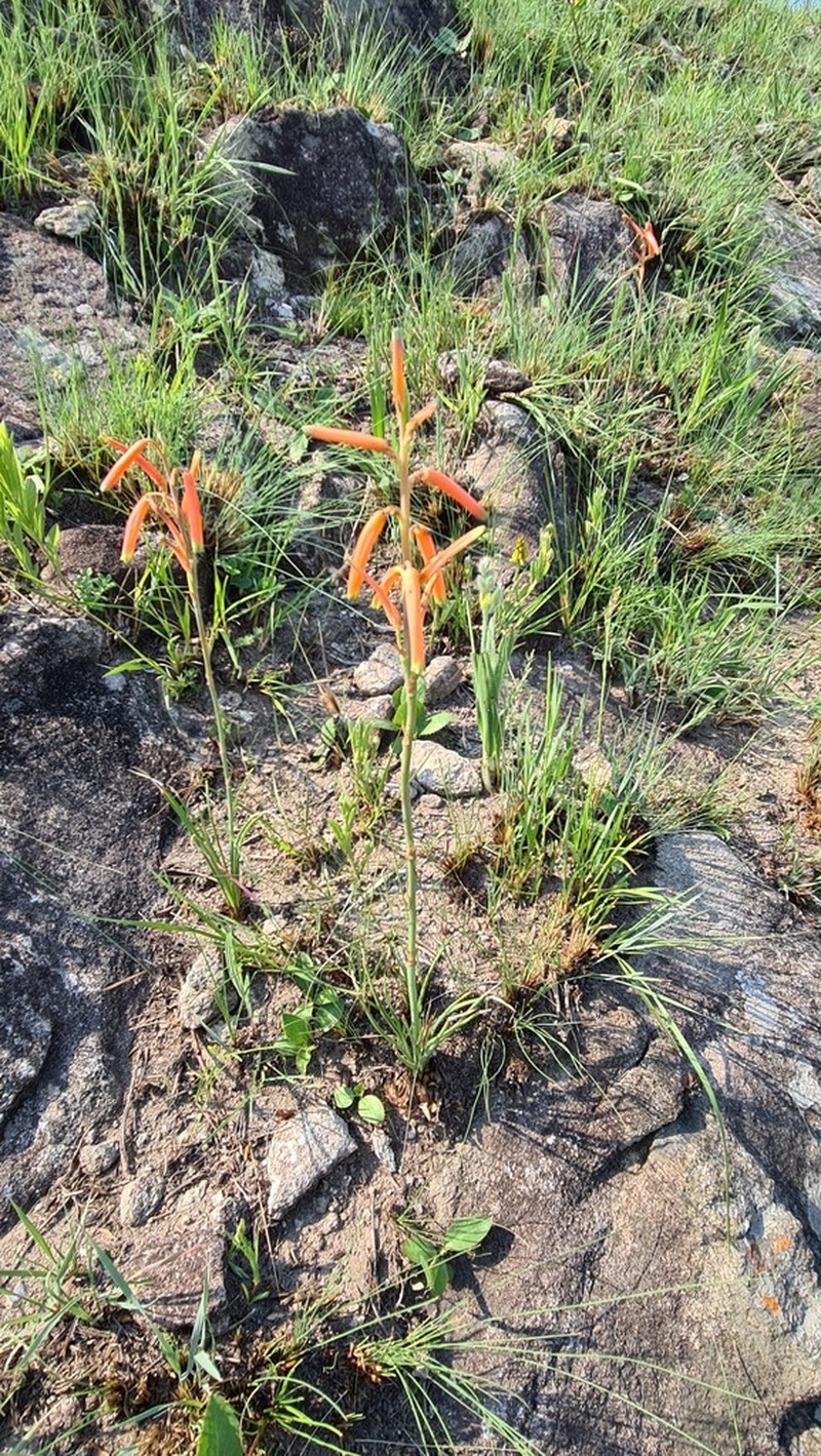 Aloe kniphofioides photo 3