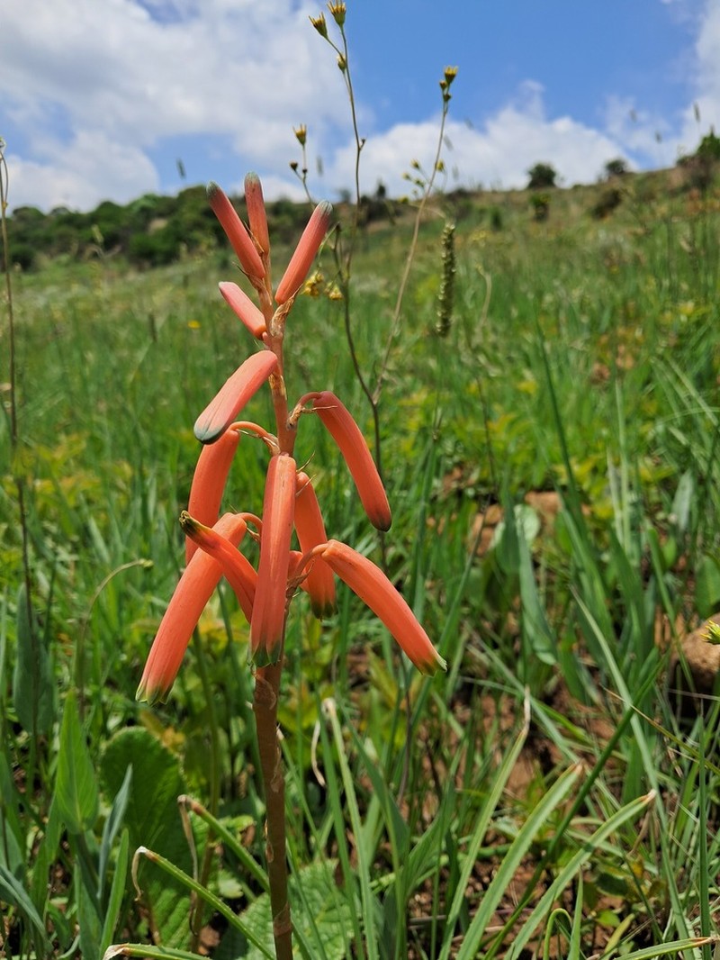 Aloe kniphofioides photo 4