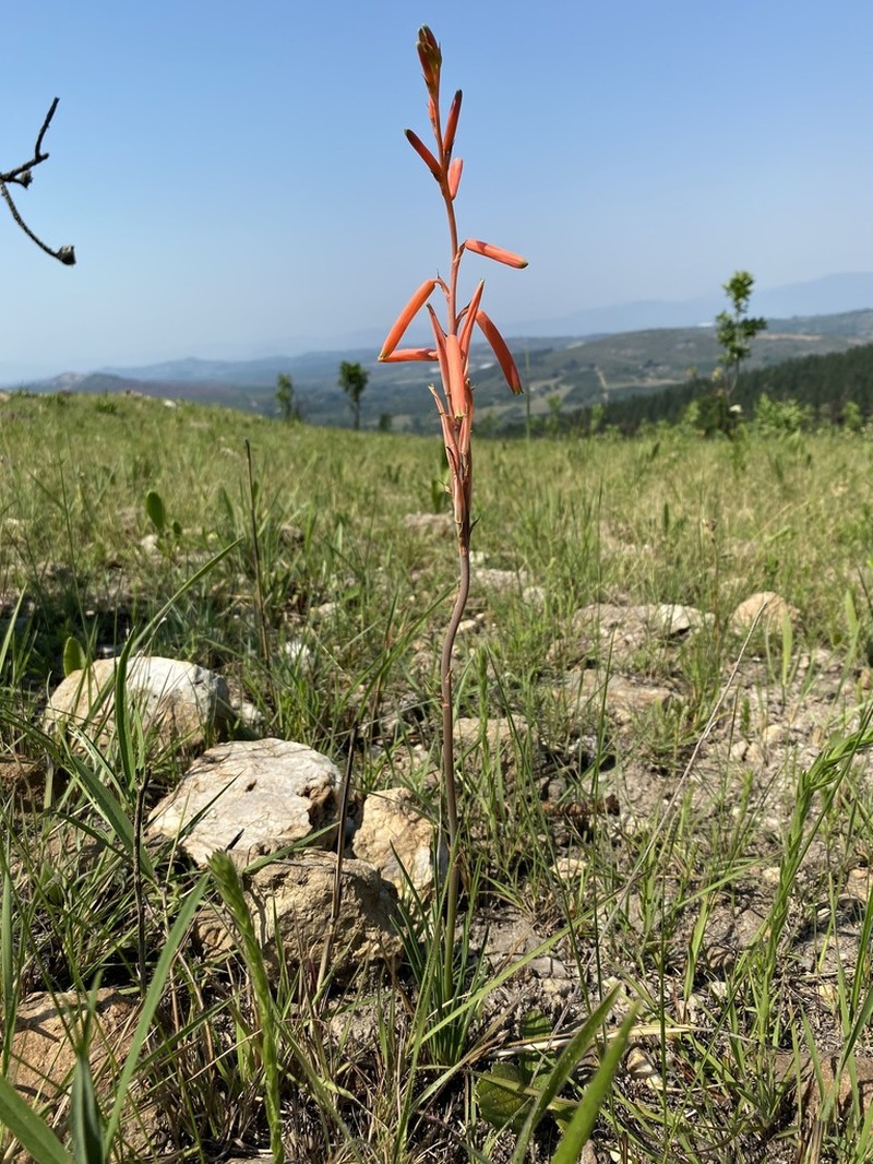 Aloe kniphofioides photo 5