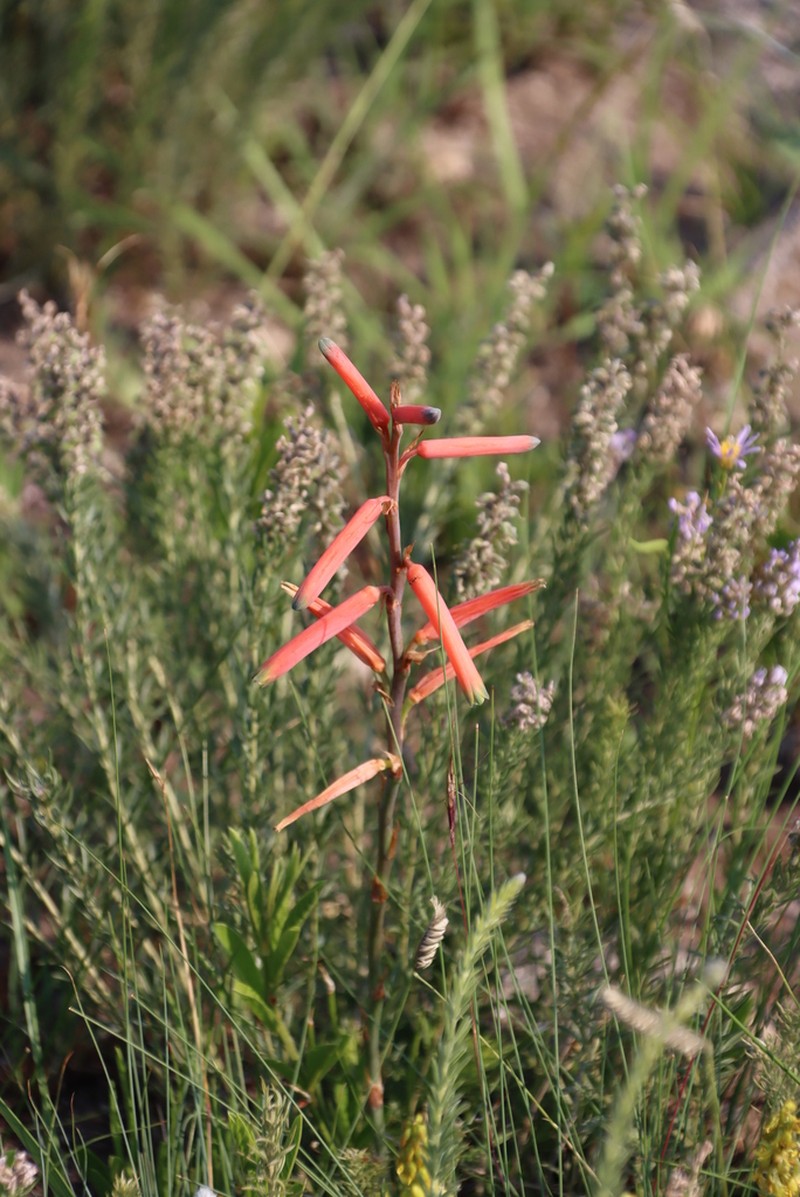 Aloe kniphofioides photo 6
