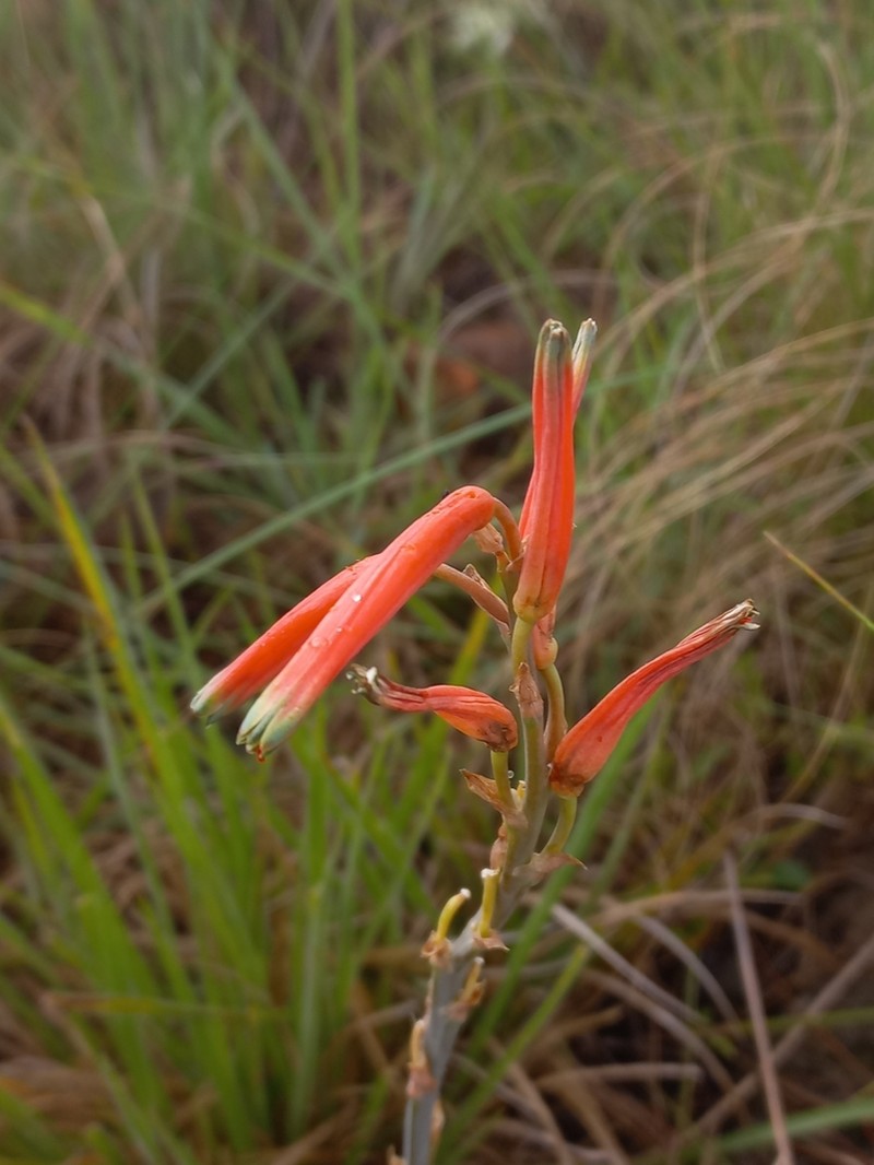 Aloe kniphofioides photo 7