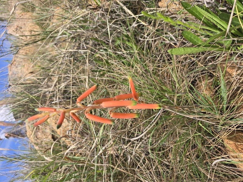Aloe kniphofioides photo 8