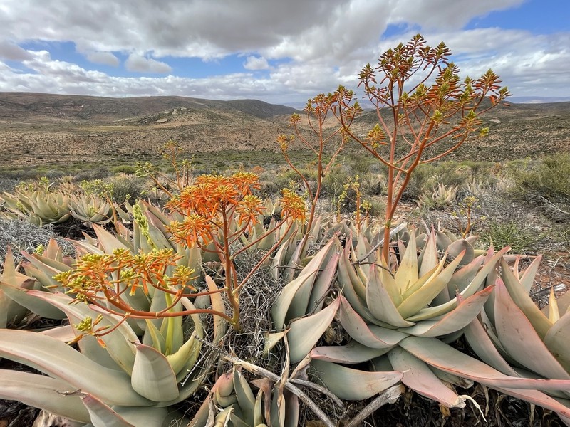 Aloe komaggasensis photo 2