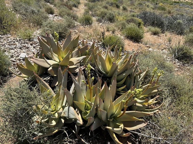 Aloe komaggasensis photo 4