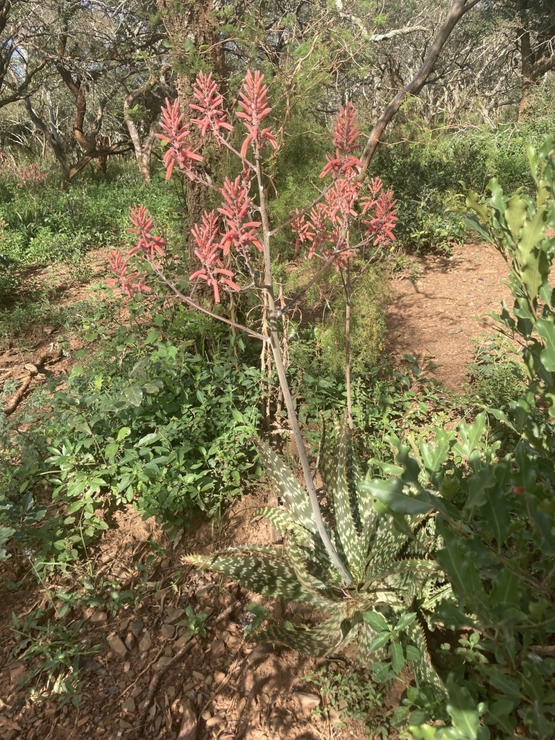 Aloe komatiensis