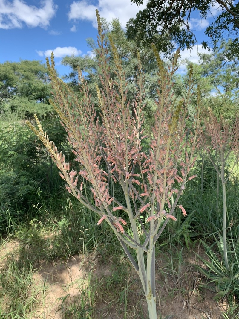 Aloe komatiensis photo 2