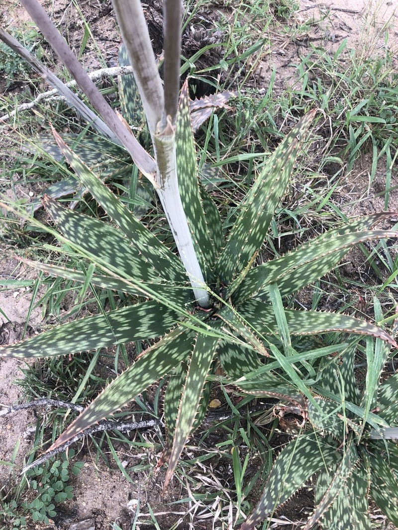Aloe komatiensis photo 4