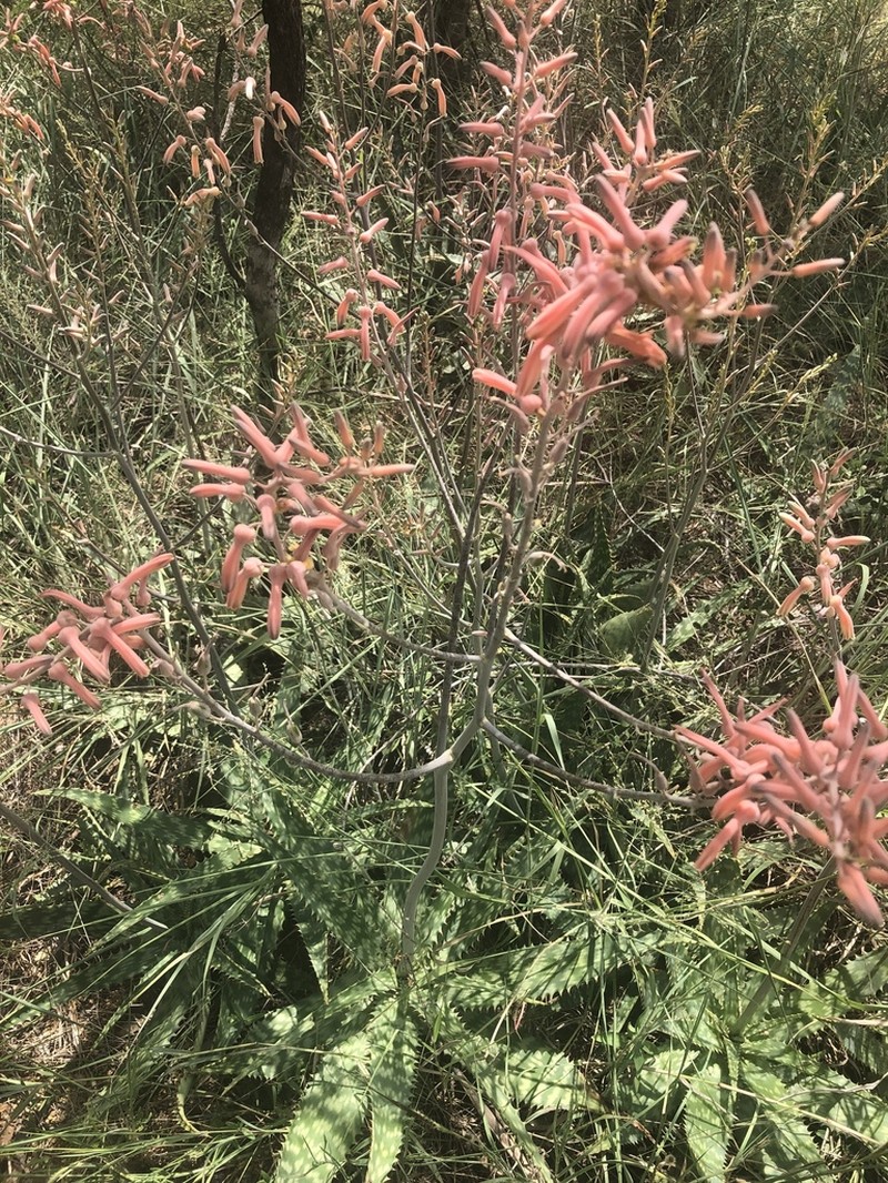 Aloe komatiensis photo 7