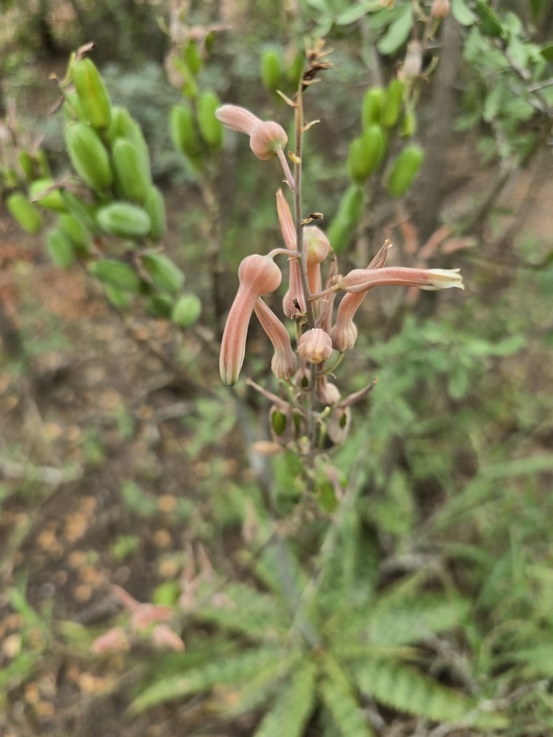Aloe komatiensis photo 8