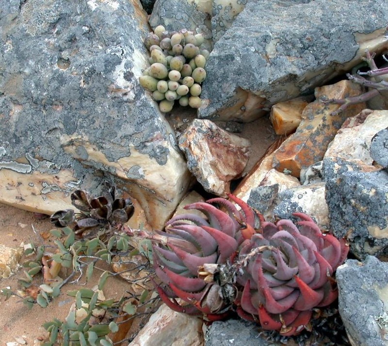 Aloe krapohliana