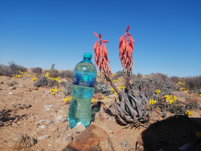 Aloe krapohliana photo 2