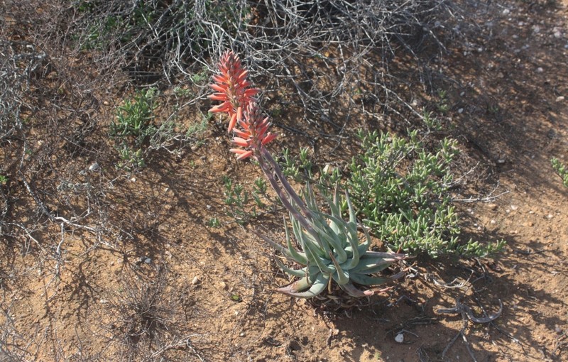 Aloe krapohliana photo 3