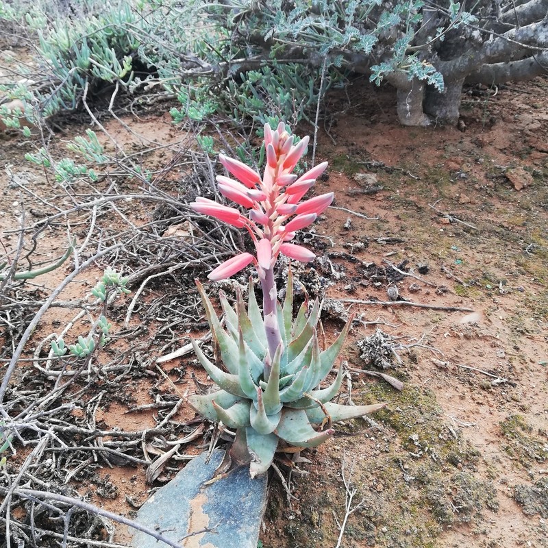 Aloe krapohliana photo 4