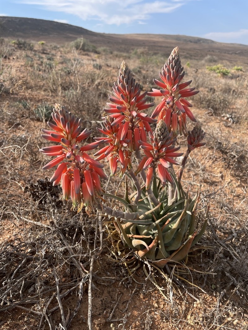 Aloe krapohliana photo 5