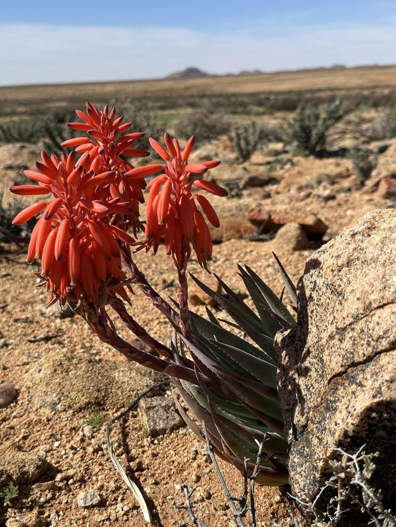 Aloe krapohliana photo 6