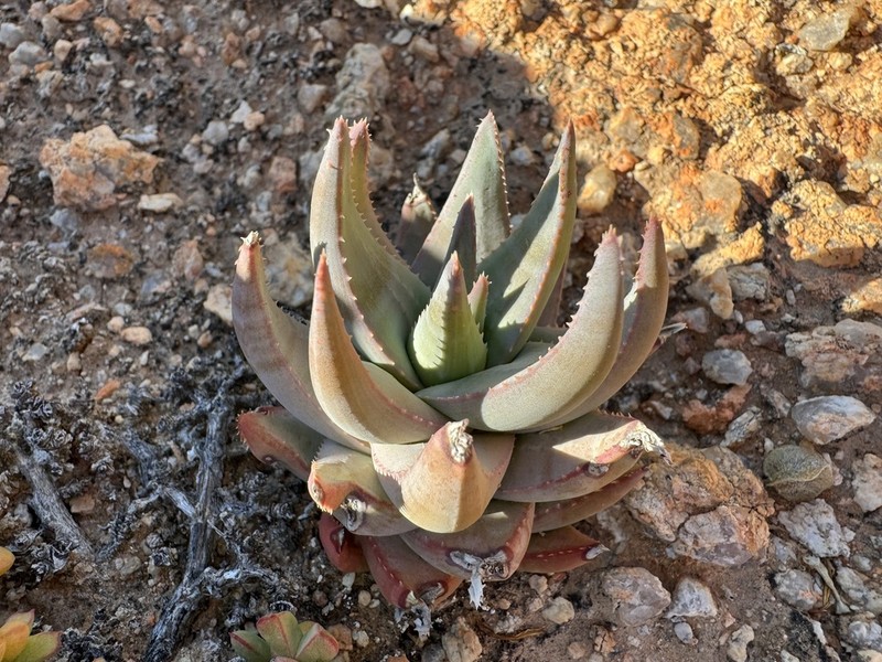 Aloe krapohliana photo 8