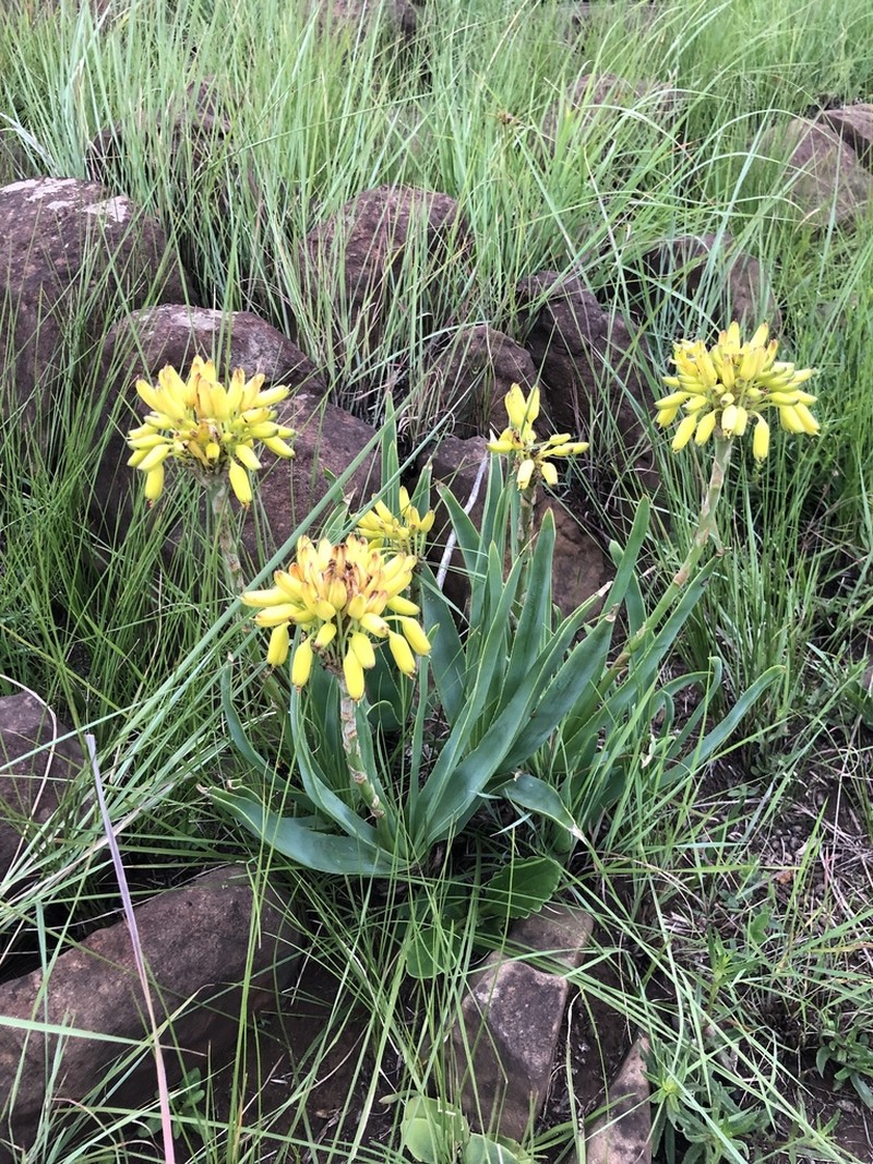 Aloe kraussii