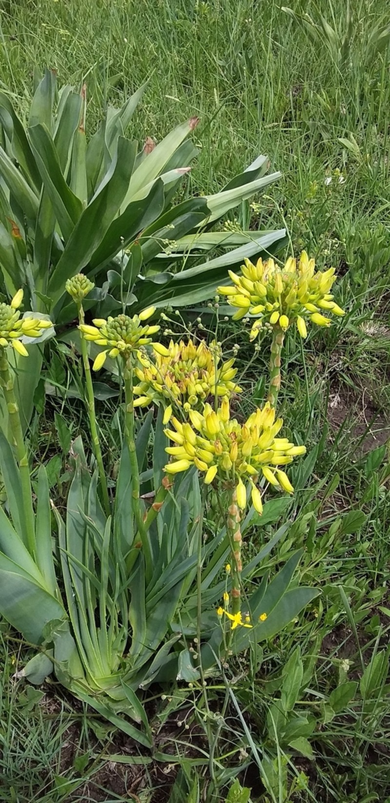 Aloe kraussii photo 2