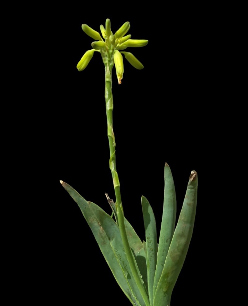 Aloe kraussii photo 3