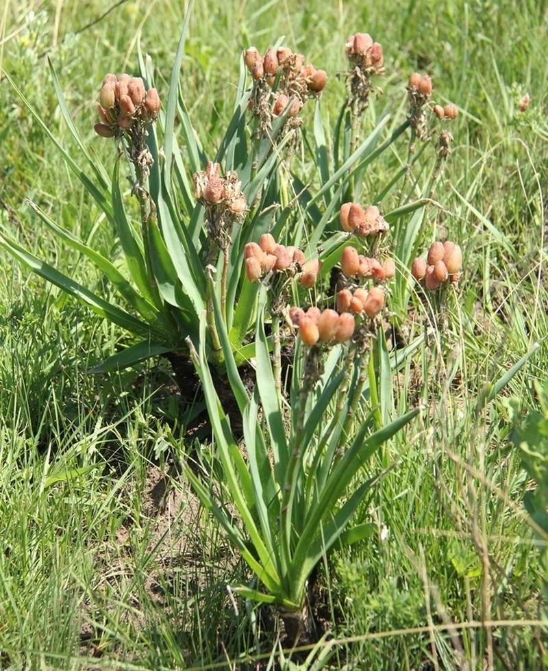 Aloe kraussii photo 5
