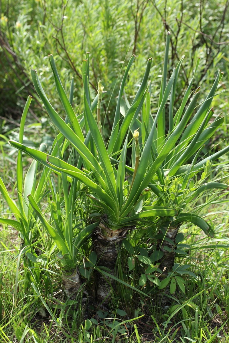 Aloe kraussii photo 6