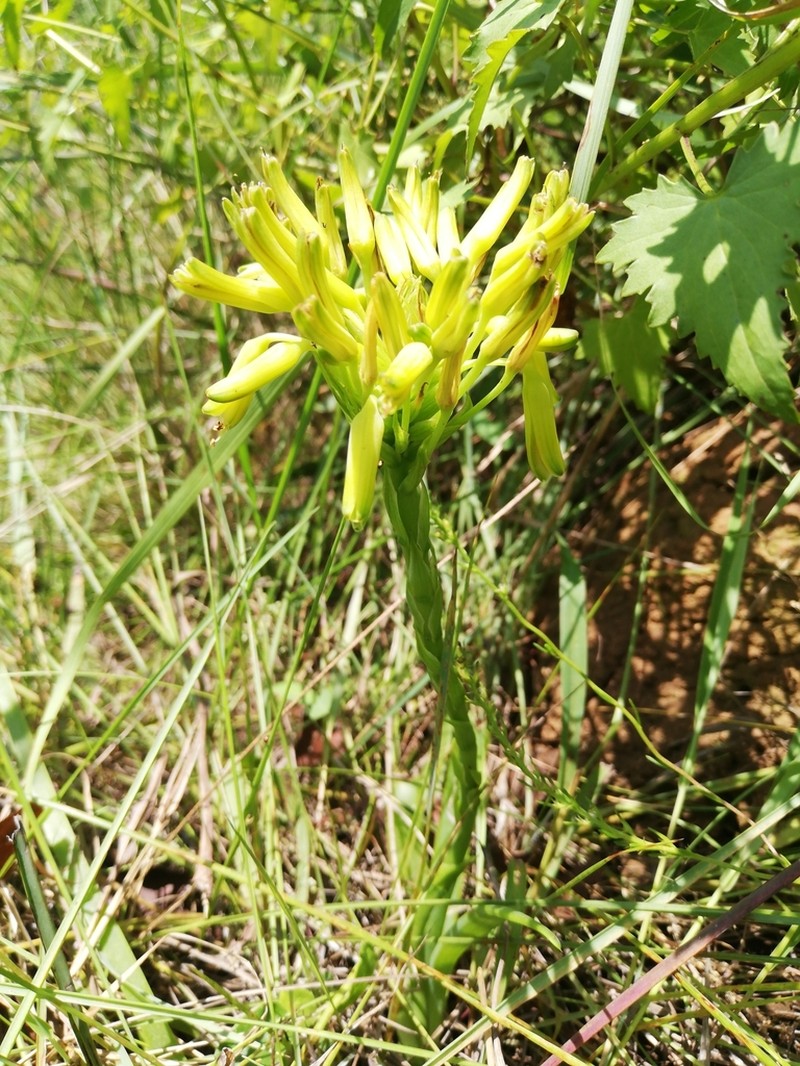 Aloe kraussii photo 7