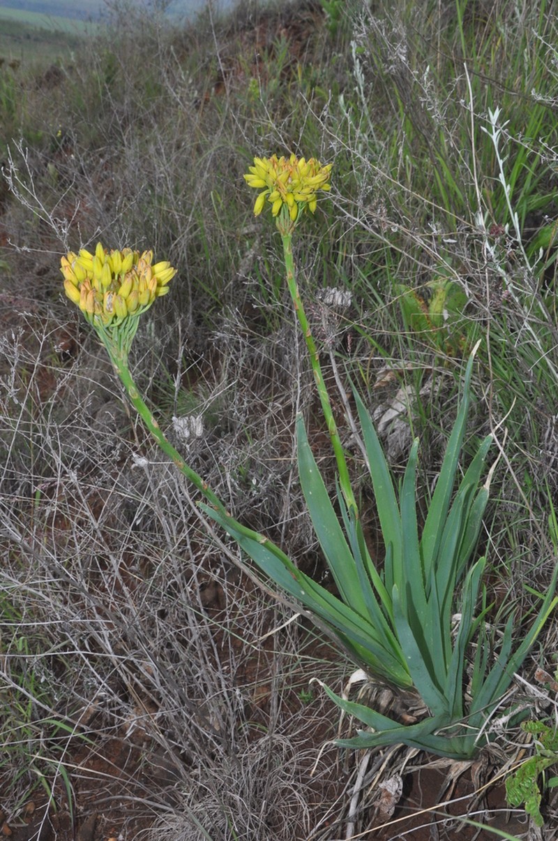 Aloe kraussii photo 8