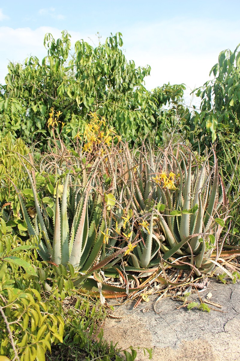Aloe labworana photo 2