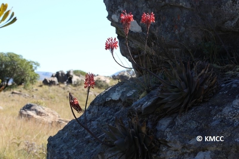 Aloe laeta photo 2