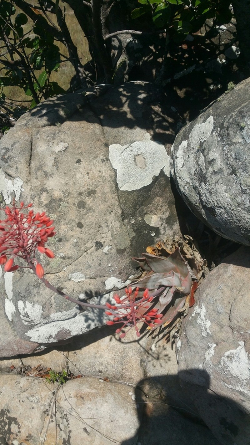 Aloe laeta photo 3