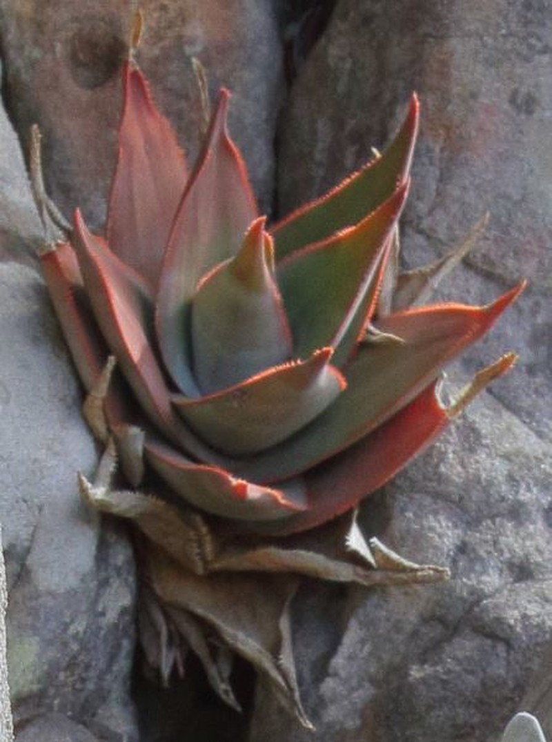 Aloe laeta photo 4