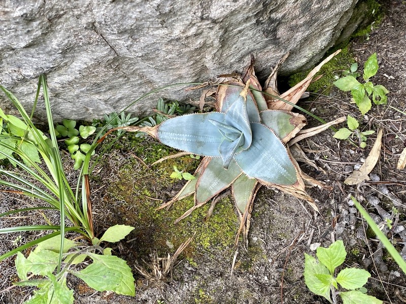 Aloe laeta photo 5