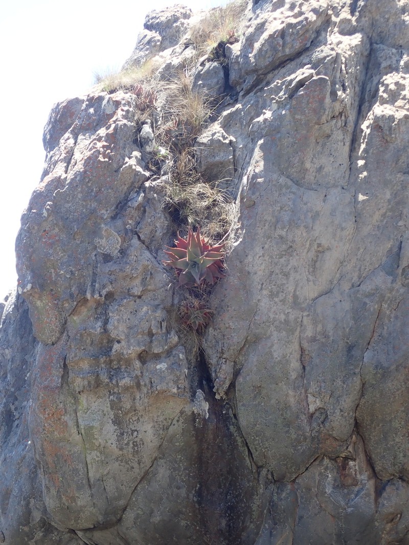 Aloe laeta photo 6